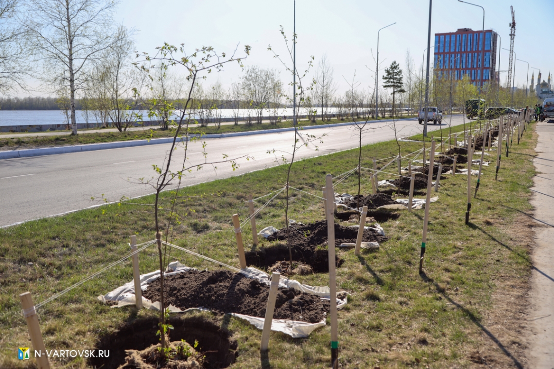 В 2024 году в Нижневартовске планируют посадить более 7000 деревьев