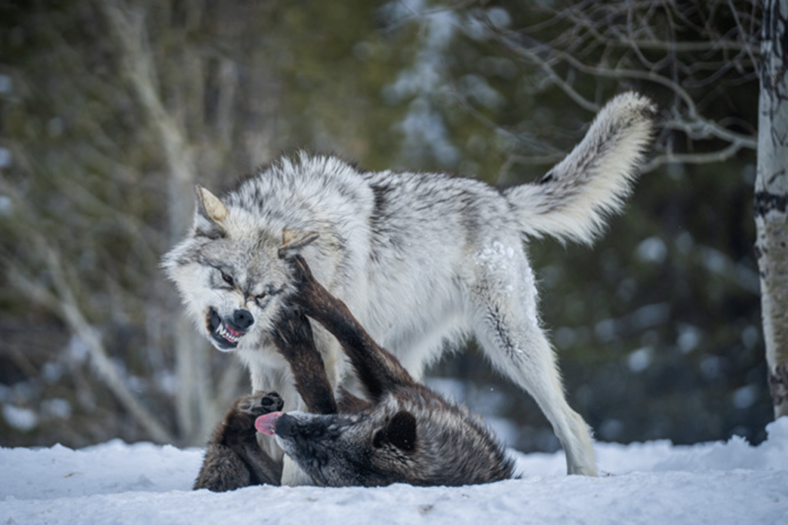 В Югре волк напал на домашнюю собаку